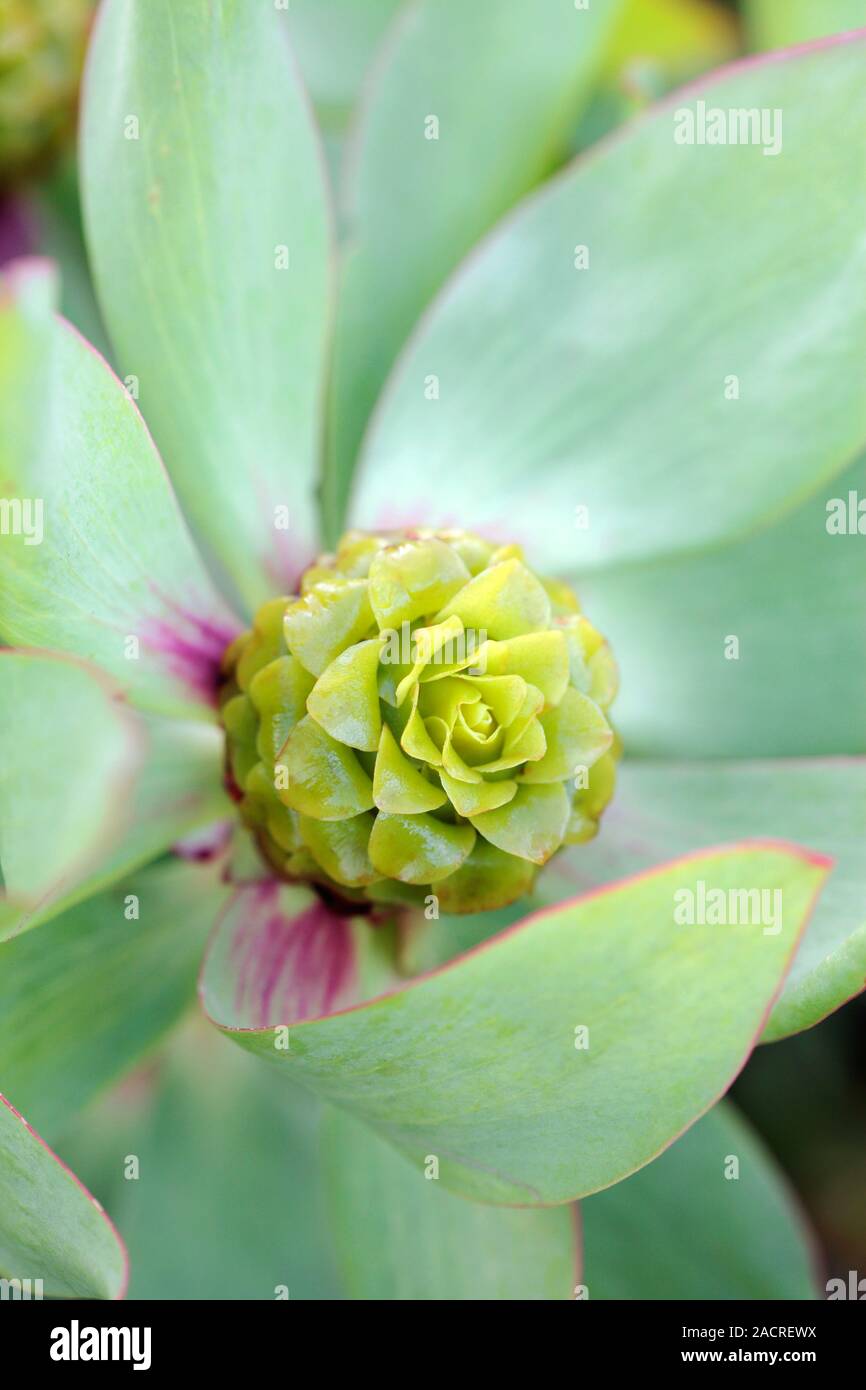 Mountain rose protea (Leucadendron tinctum) flower. Photographed in Cape Town, South Africa. Stock Photo