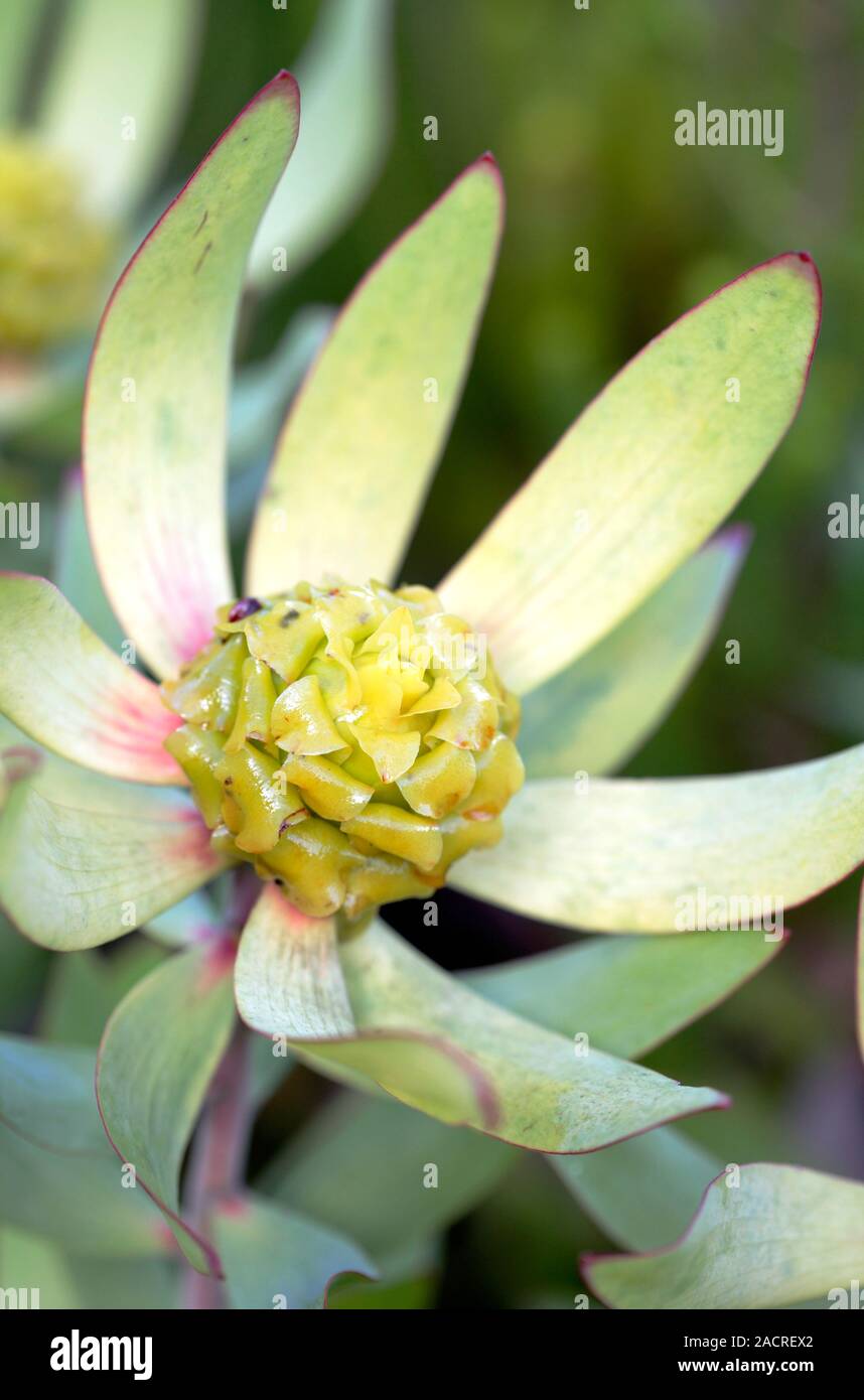 Mountain rose protea (Leucadendron tinctum) flower. Photographed in Cape Town, South Africa. Stock Photo
