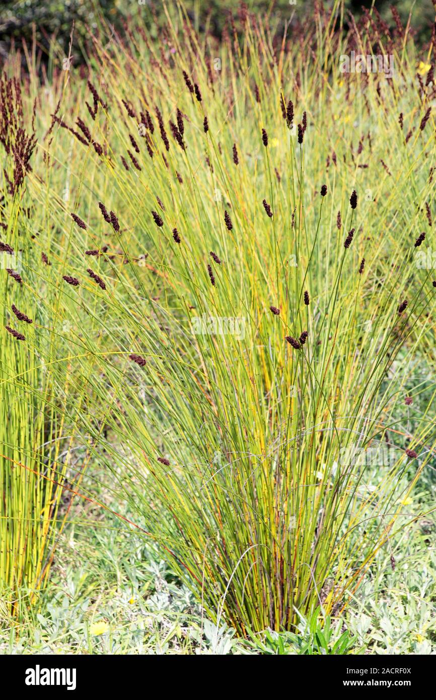 Cape thatching reed (Elegia tectorum) in flower. Photographed in Cape ...