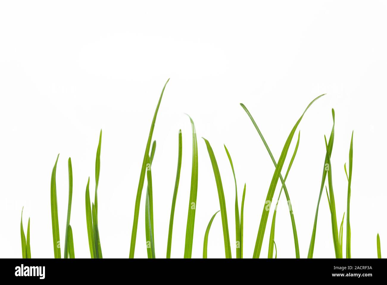 Plant blades Cut Out Stock Images & Pictures Alamy