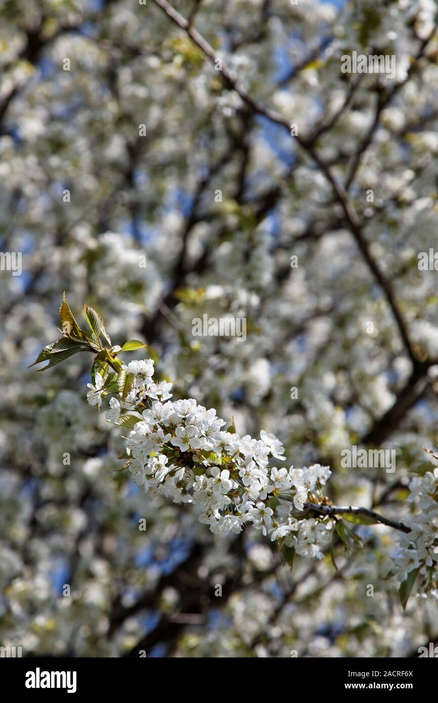 Tree in spring with flowers Stock Photo