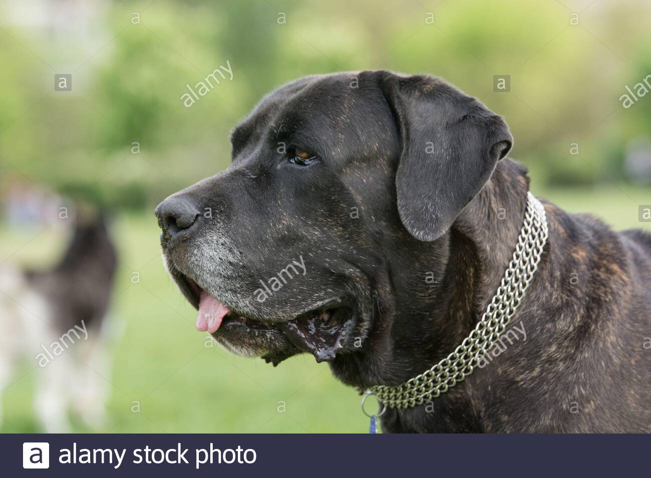 Italian Dog Breeds Stock Photos Italian Dog Breeds Stock