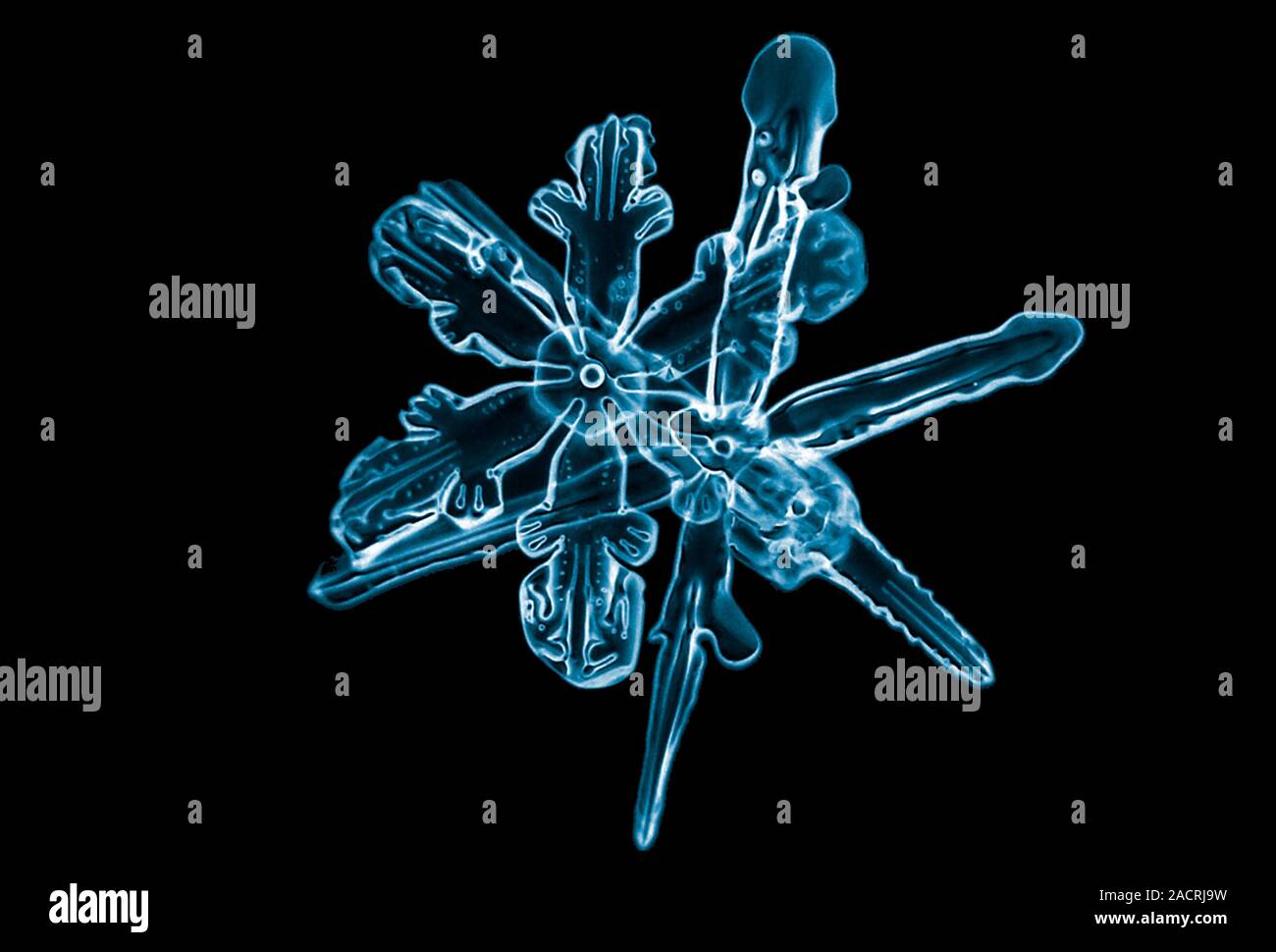Snowflake Micrographs Snowflake, light micrograph. Snowflakes are symmetrical ice crystals ...