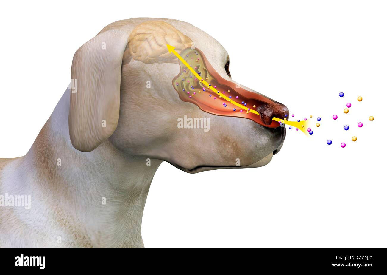 Отек мозга у собаки. Обонятельный анализатор собаки. Орган обоняния собаки. Строение носа собаки. Собачий нос анатомия.