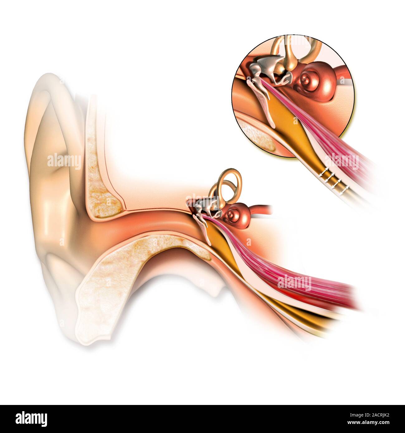 Eustachian tube anatomy. Artwork of the anatomy of the human Eustachian