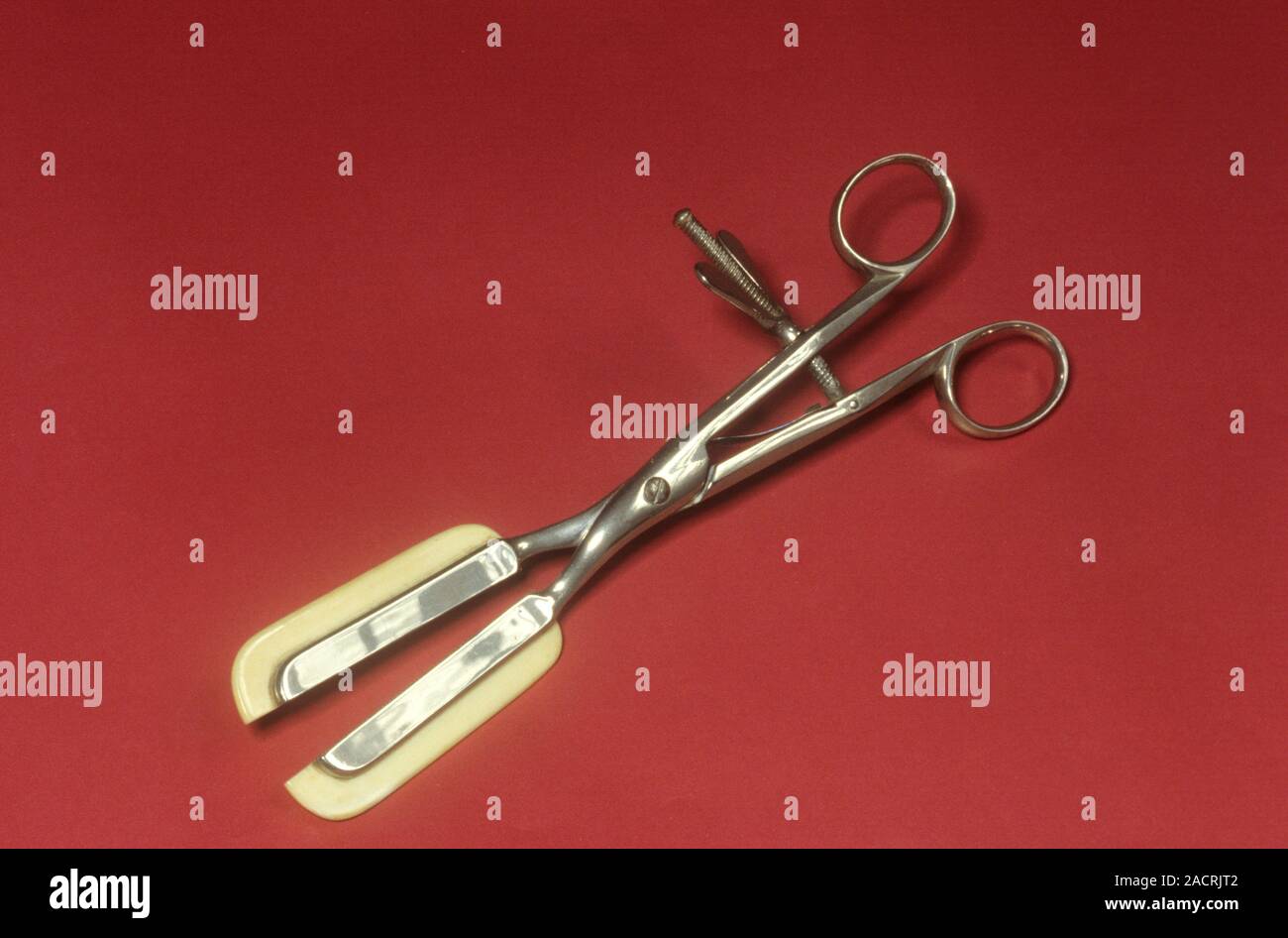 Haemorrhoid forceps made from steel and ivory. Haemorrhoids