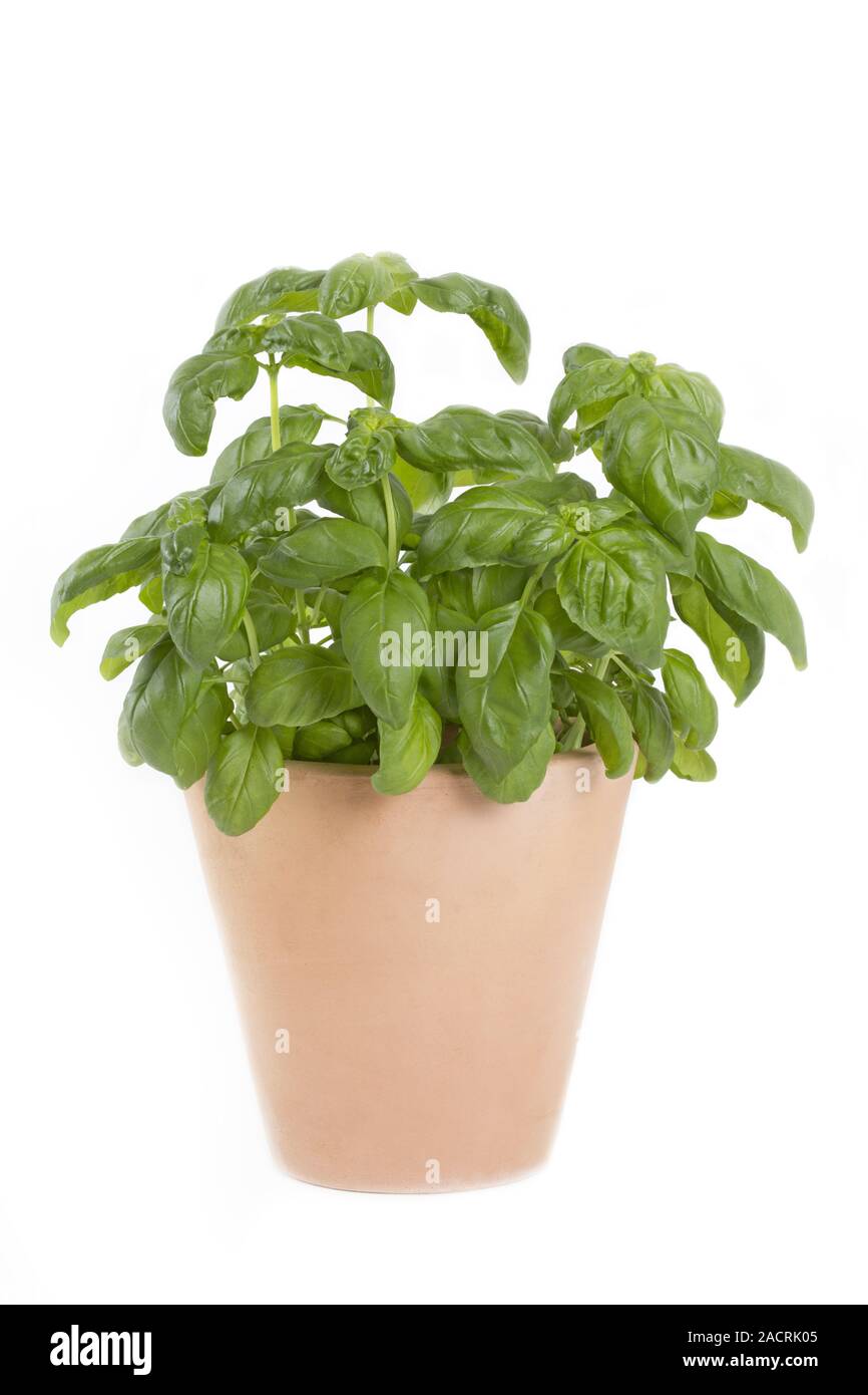 Basil in clay pot on white background Stock Photo Alamy