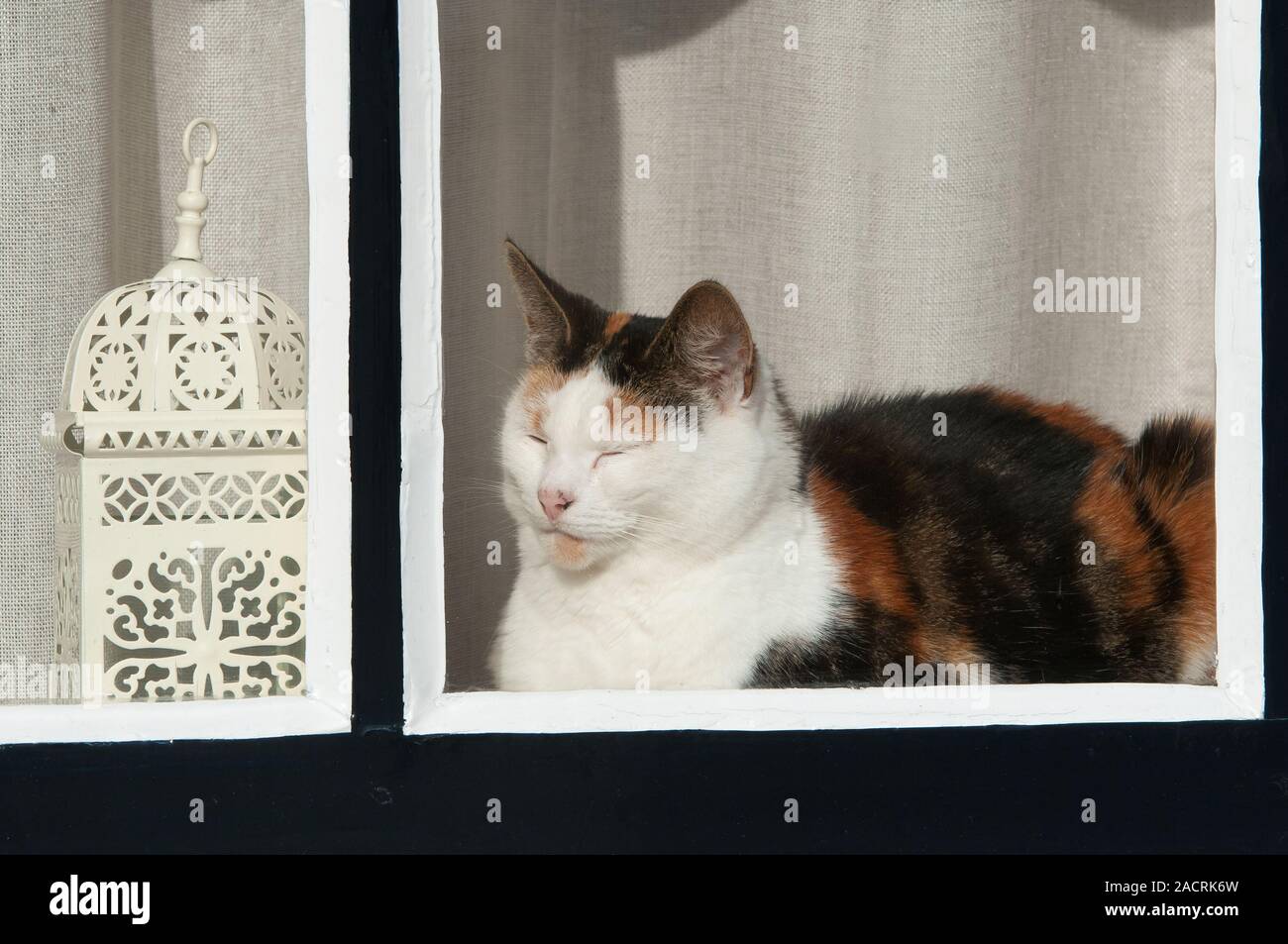 domestic cat Stock Photo
