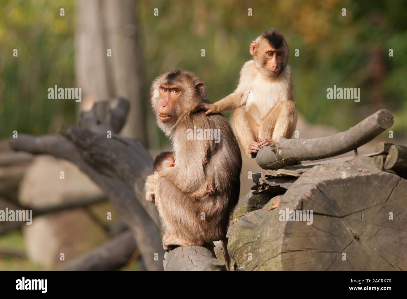 swine monkey Stock Photo