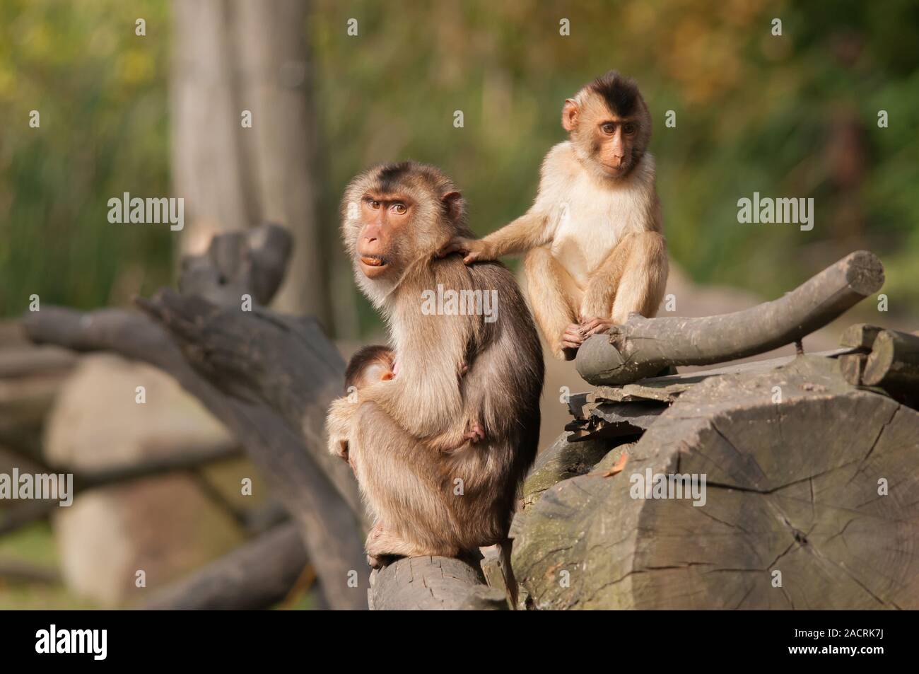 swine monkey Stock Photo