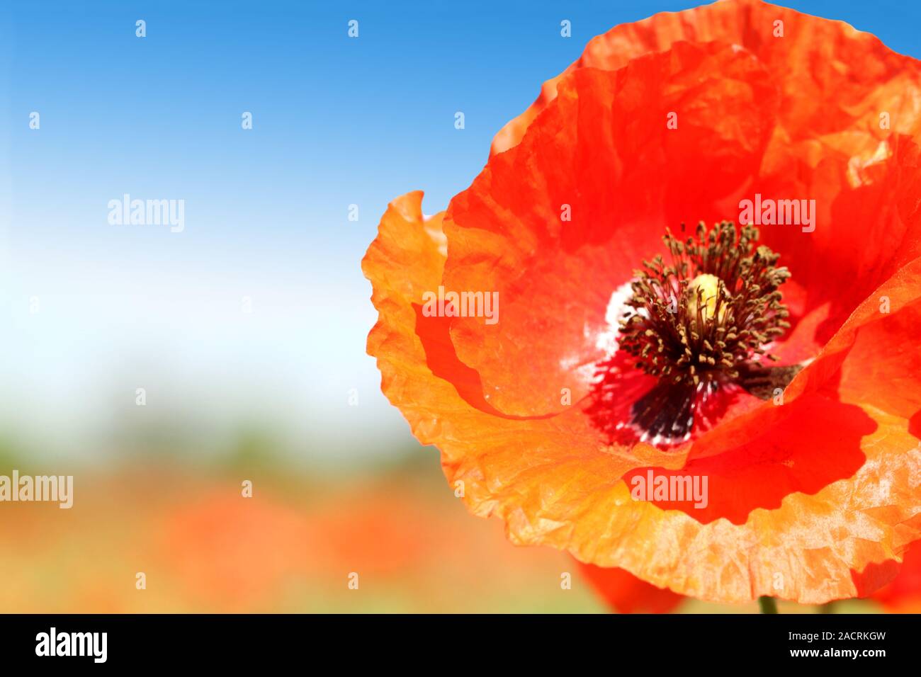 Close up white poppy hi-res stock photography and images - Alamy
