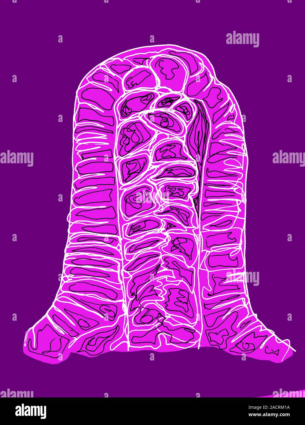 Epithelial tube, illustration. Epithelial tubes form many of the vital