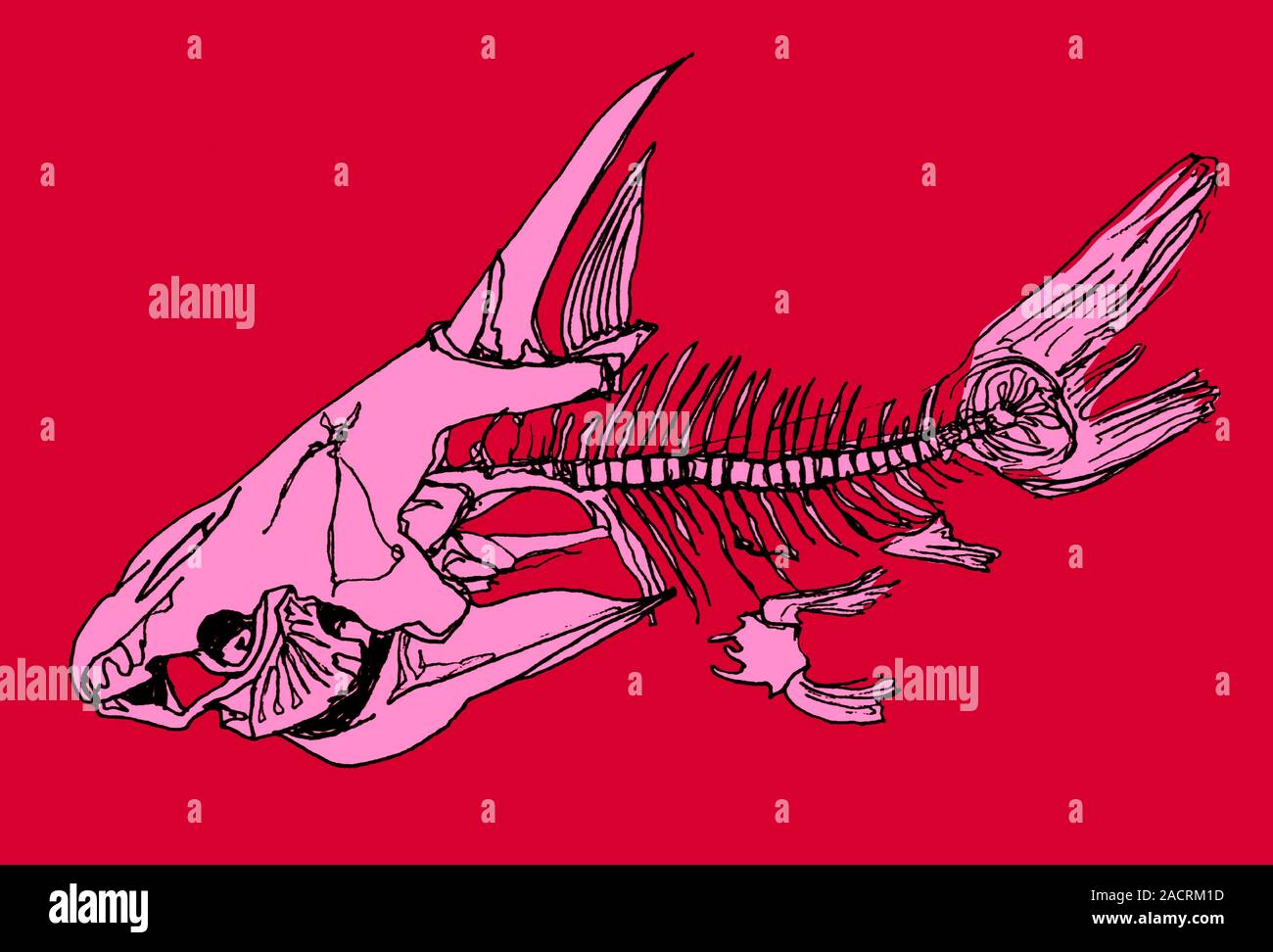 Fish skeleton, illustration. Fish skeletons can either be made of