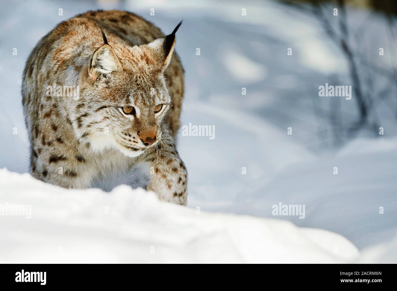 Eurasian lynx in snow. The Eurasian lynx (Lynx lynx) is a medium Biology Diagrams