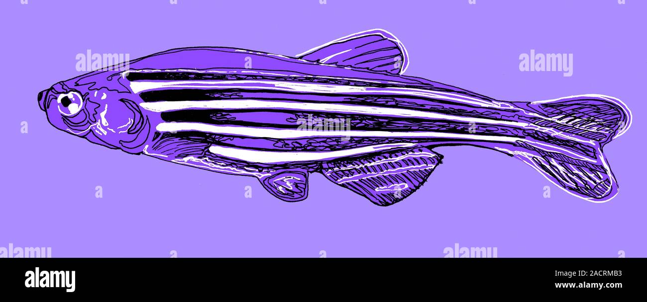 Zebrafish (Danio rerio), illustration. This animal is a popular model