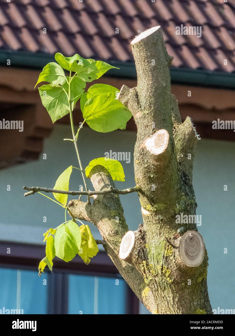 budding of a tree Stock Photo Alamy