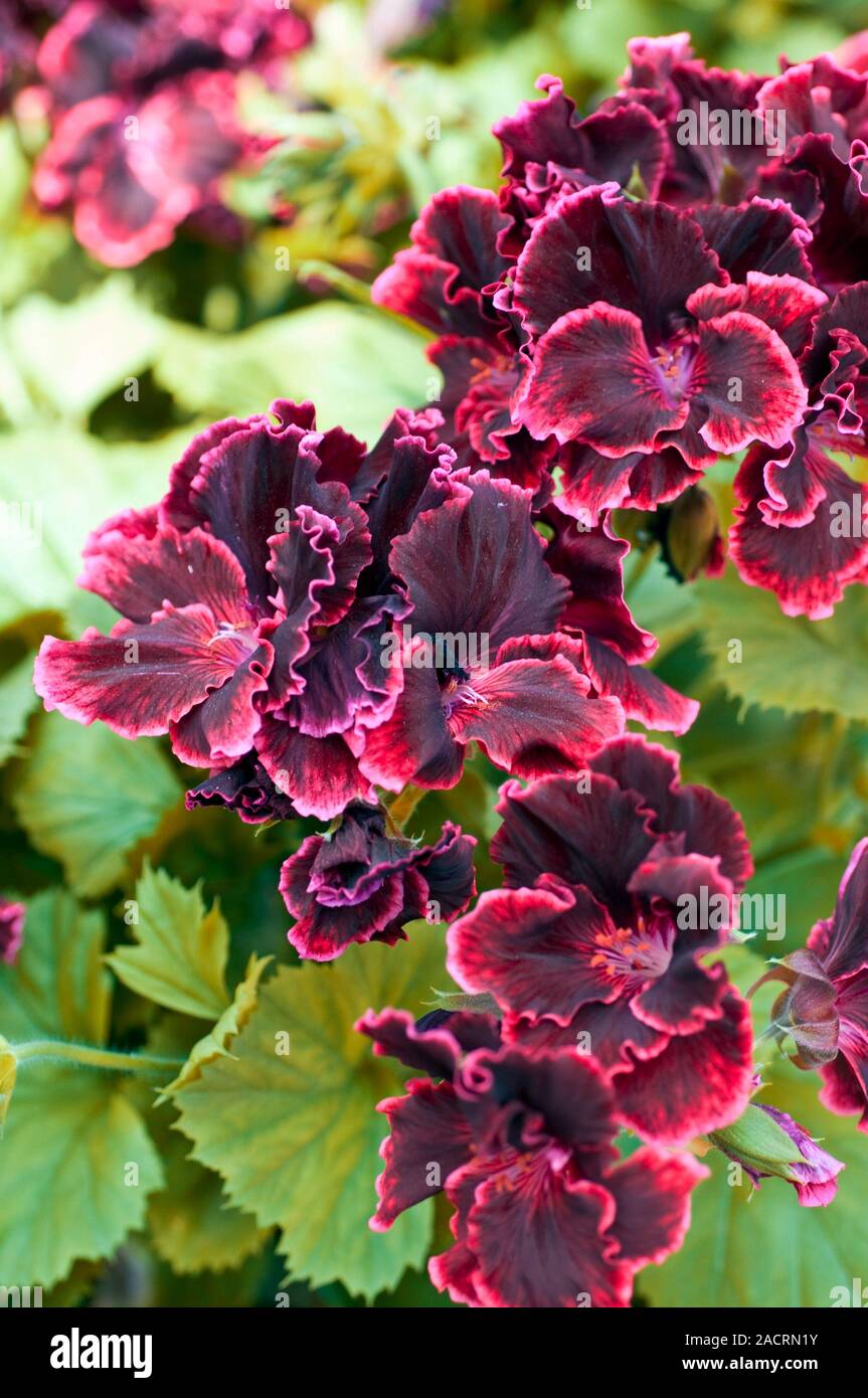 Pelargonium 'Rimfire' in flower. Photographed in the UK Stock Photo Alamy