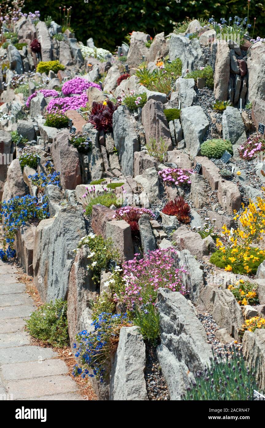 Rockery with alpines. Photographed in the UK Stock Photo - Alamy