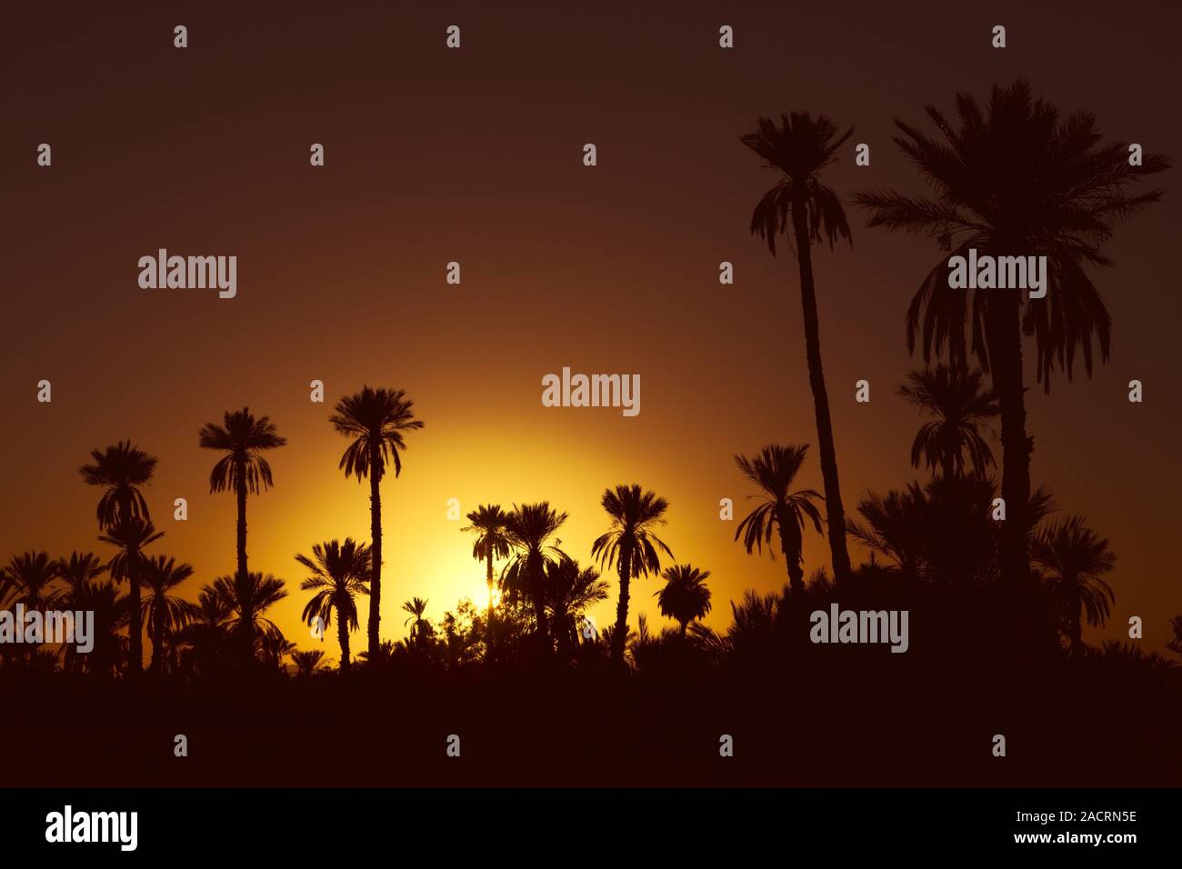Date palms with sunset in Morocco Stock Photo