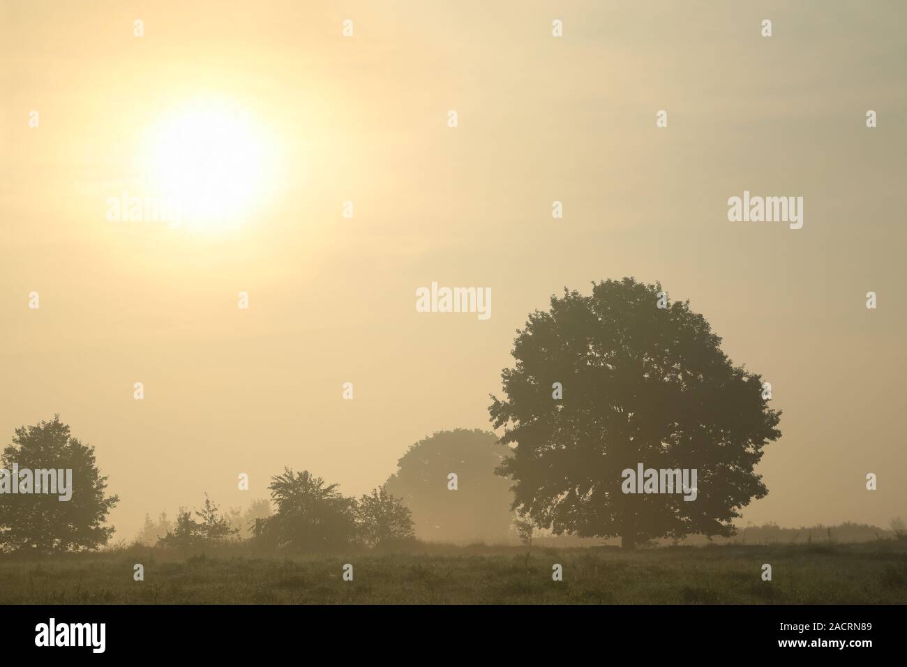 Oak tree sunrise silhouette hi-res stock photography and images - Alamy