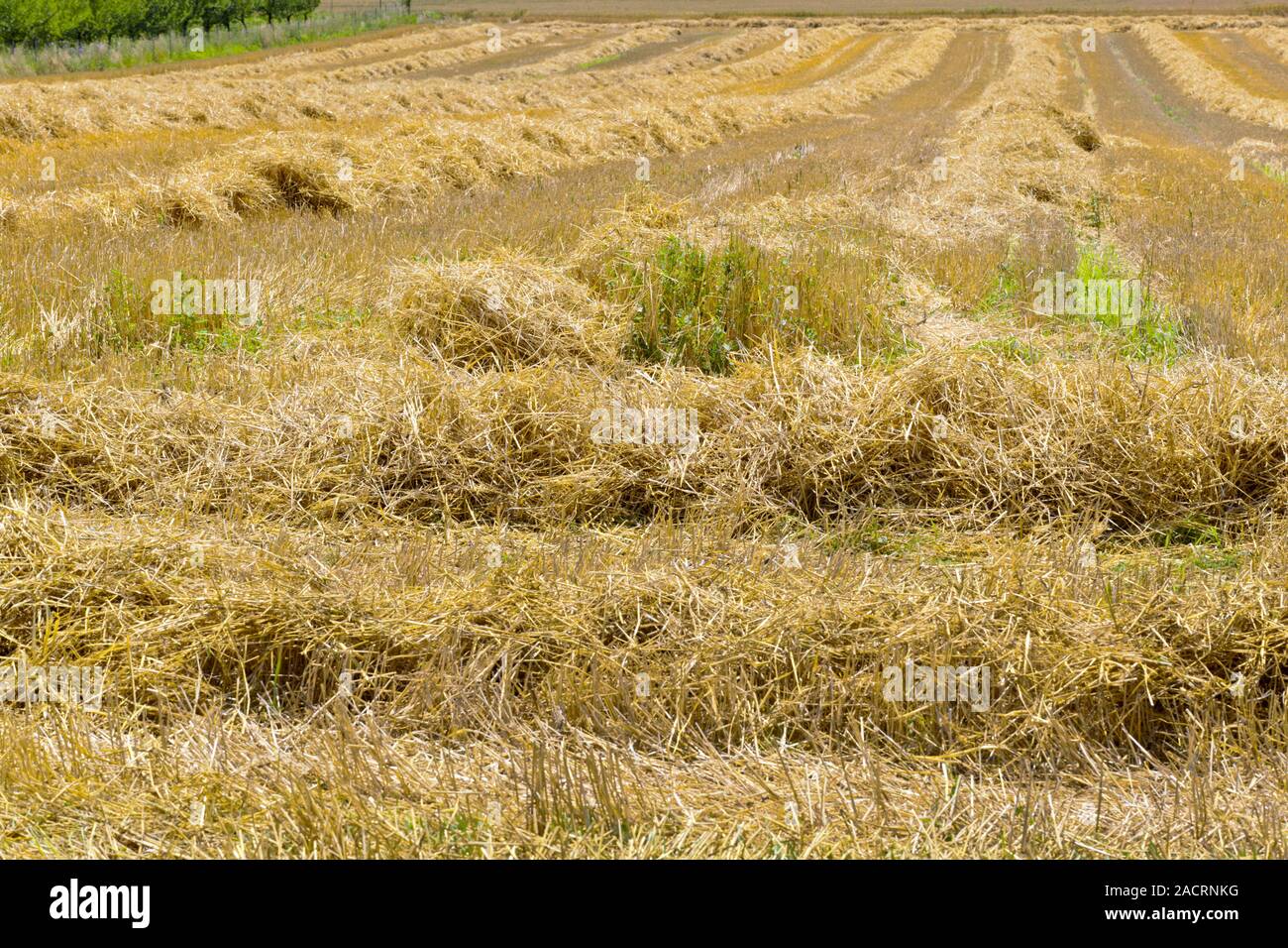 post-harvest cereal field Stock Photo - Alamy