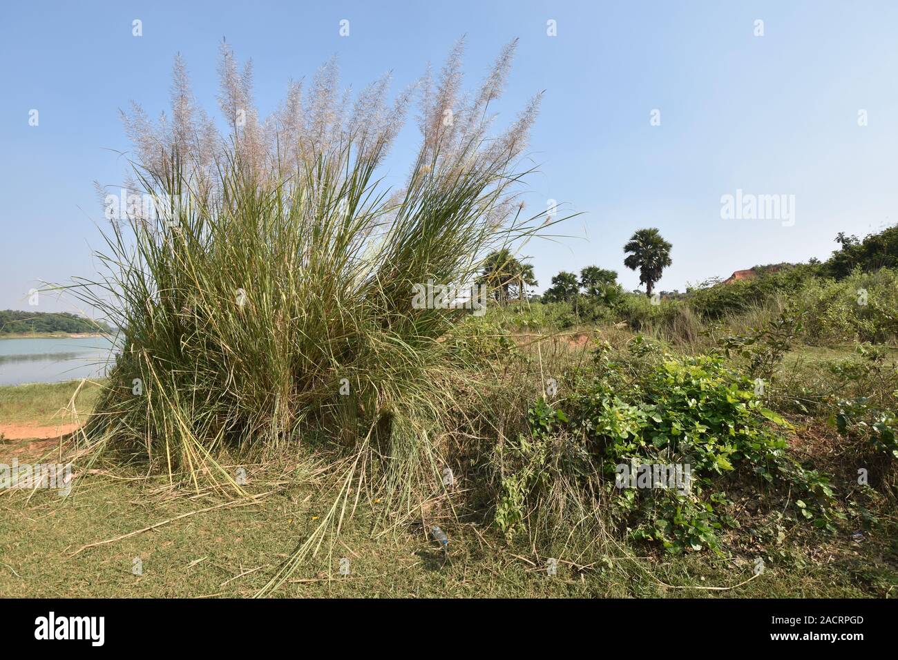 Page 2 Saccharum Spontaneum High Resolution Stock Photography And Images Alamy Page 2 Saccharum Spontaneum High Resolution Stock Photography And Images Alamy