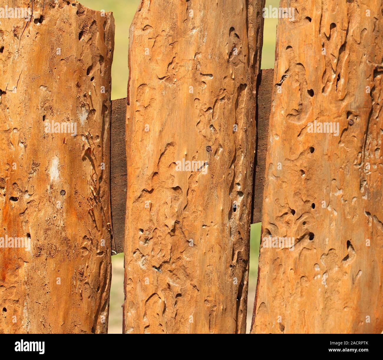 Old board-eaten by insects. Stock Photo