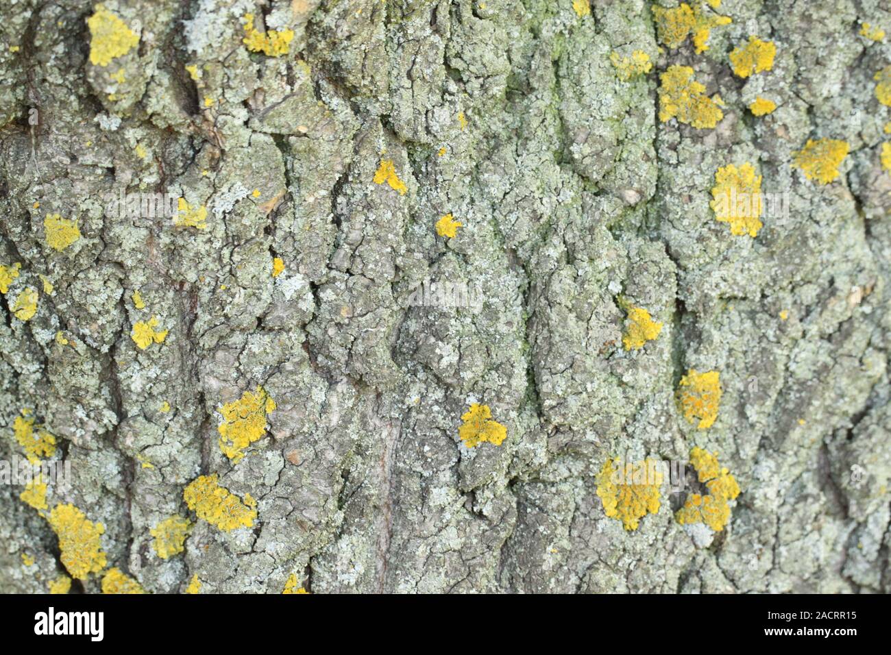 Yellow mold on the tree bark. Texture. Stock Photo