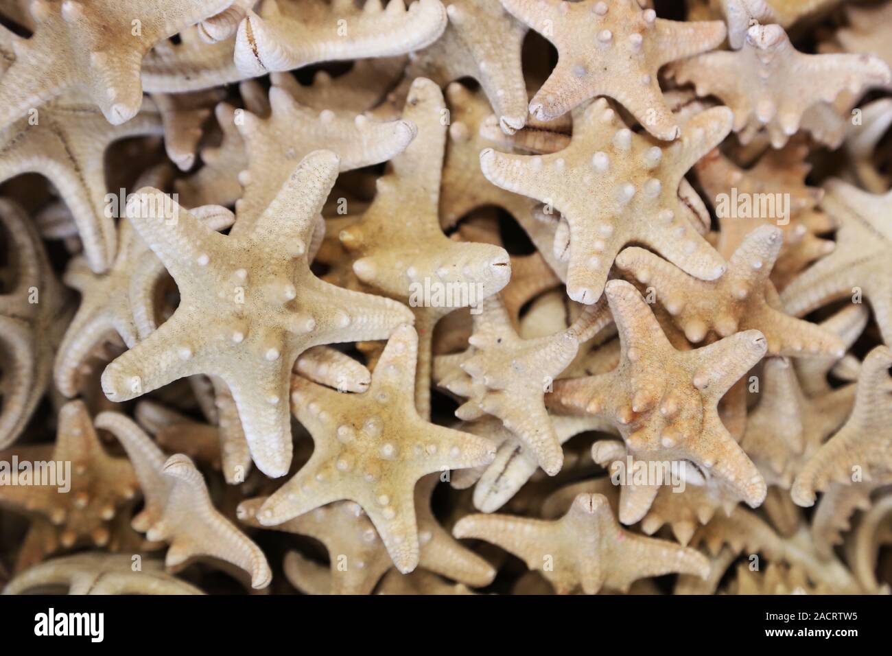 Background of sea stars with short beams. Stock Photo