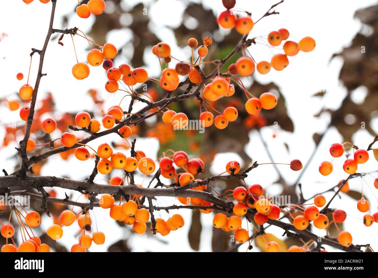 Applet hires stock photography and images Alamy