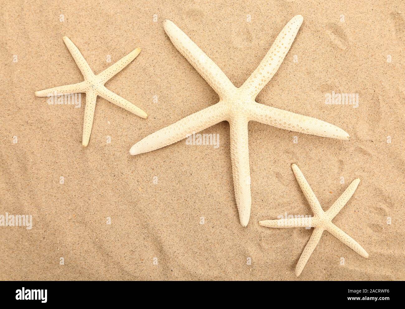 Three starfishes is located on sandy background Stock Photo