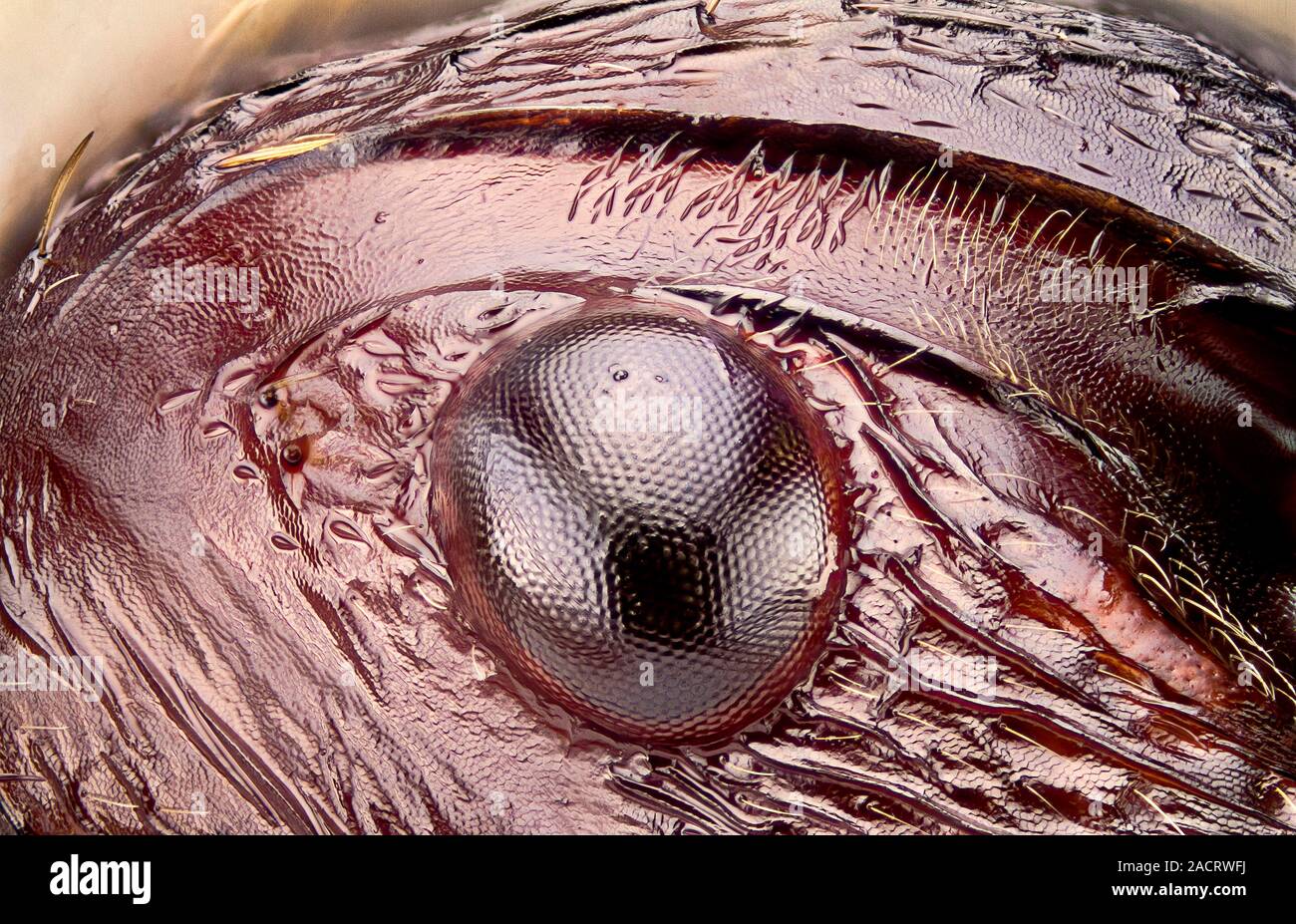 Ant eye. Close-up of the head of an ant (family Formicidae), showing on ...