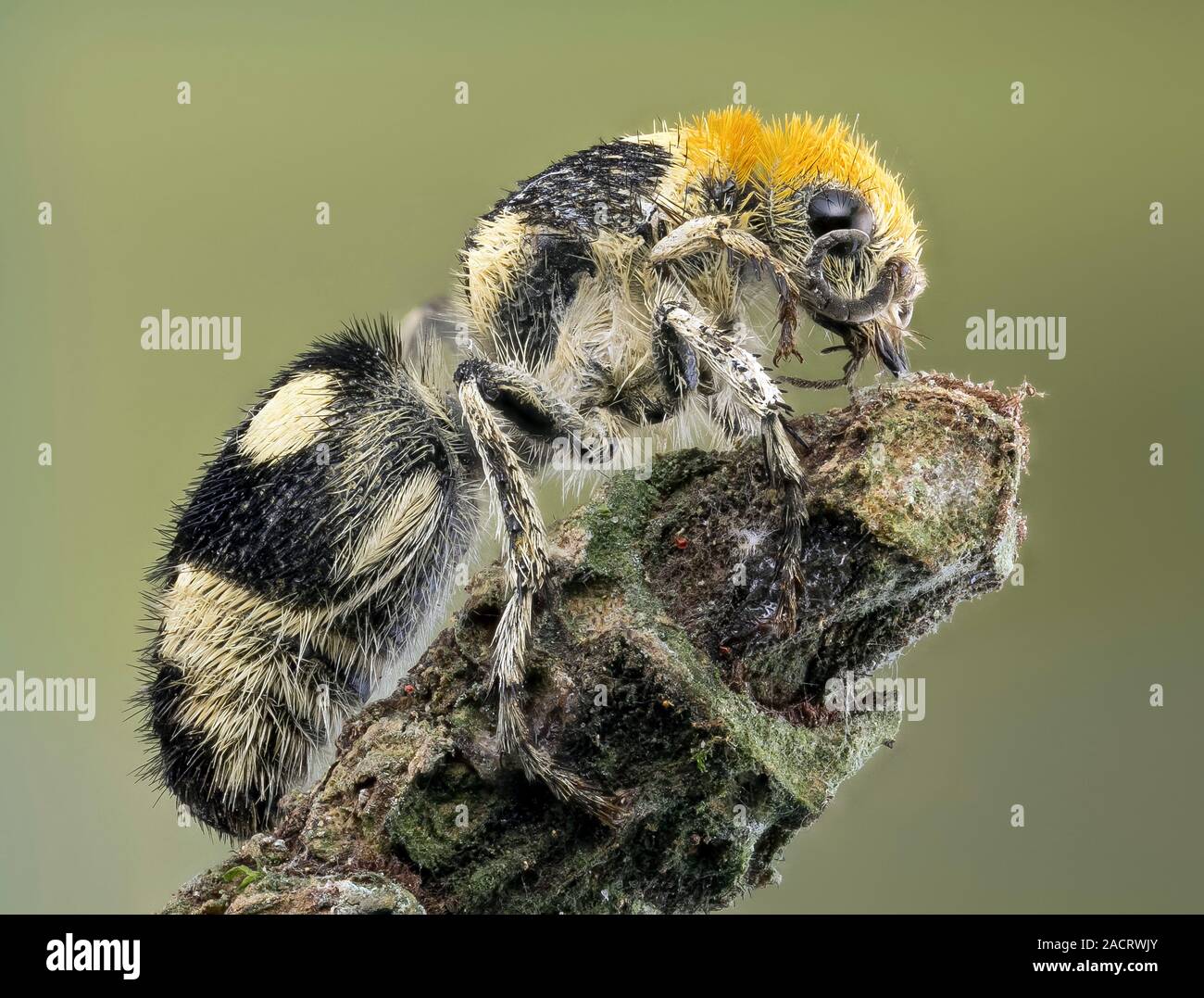 Mutillidae Velvet ant. Velvet ants (family Mutillidae) are a family of more than ...
