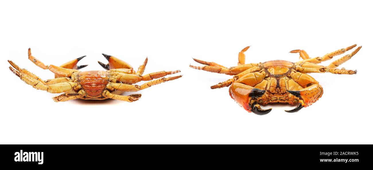 Two seafood red crabs isolated on a white Stock Photo Alamy