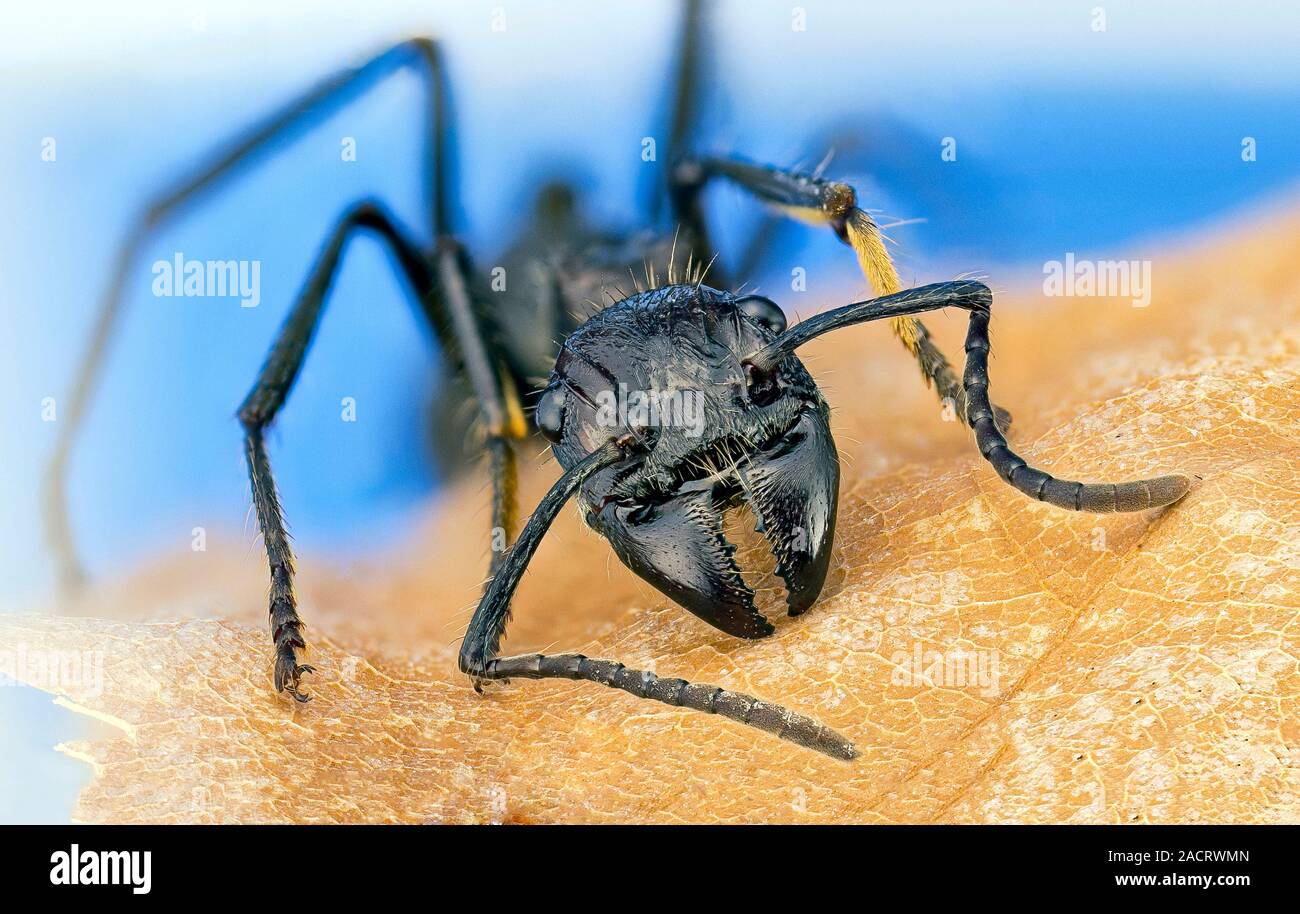Bullet ant. Closeup of a bullet ant (Paraponera clavata), showing its