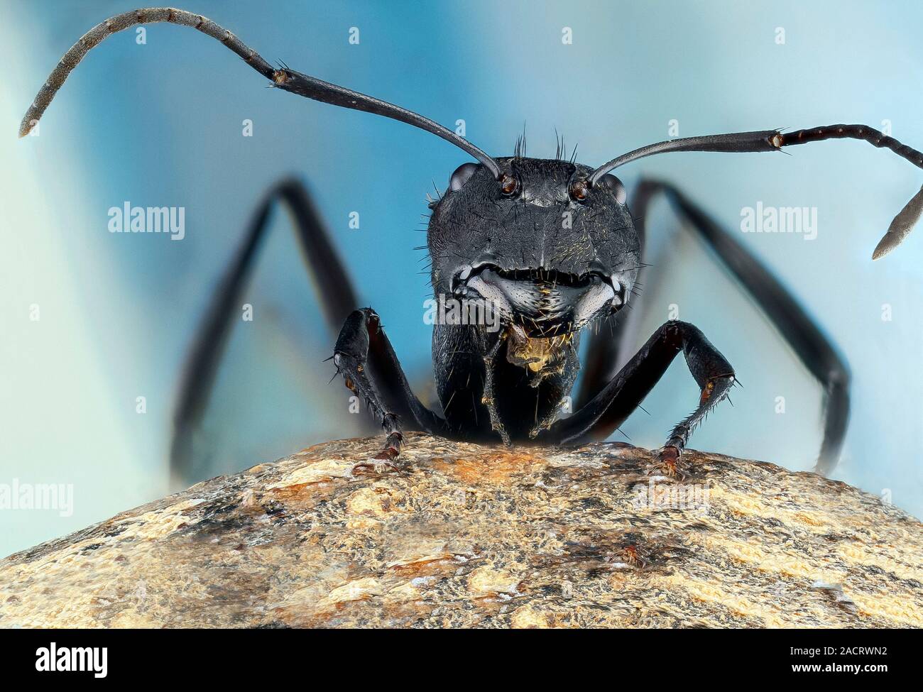 Golden carpenter ant. Closeup of a golden carpenter ant (Camponotus