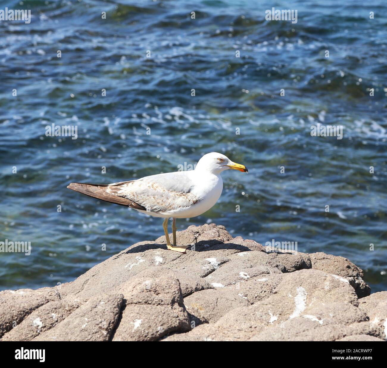 seagull sitting on a rock Stock Photo