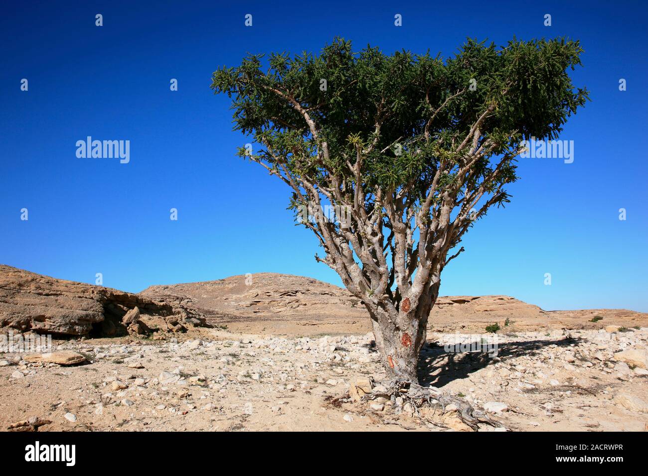 Incense tree. Incense tree (Boswellia sacra) being grown for its sap