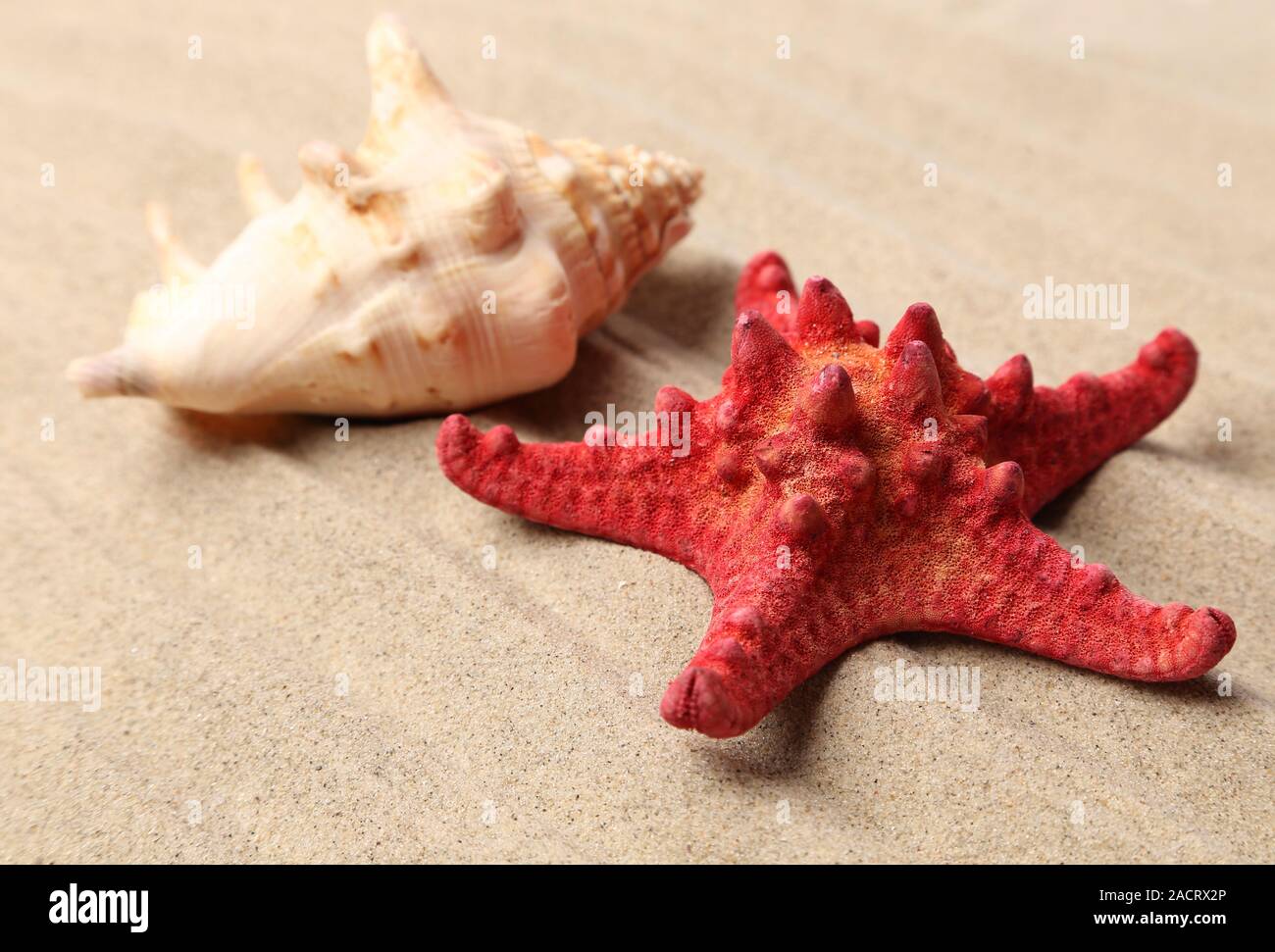 Red starfish and shell on sandy background Stock Photo