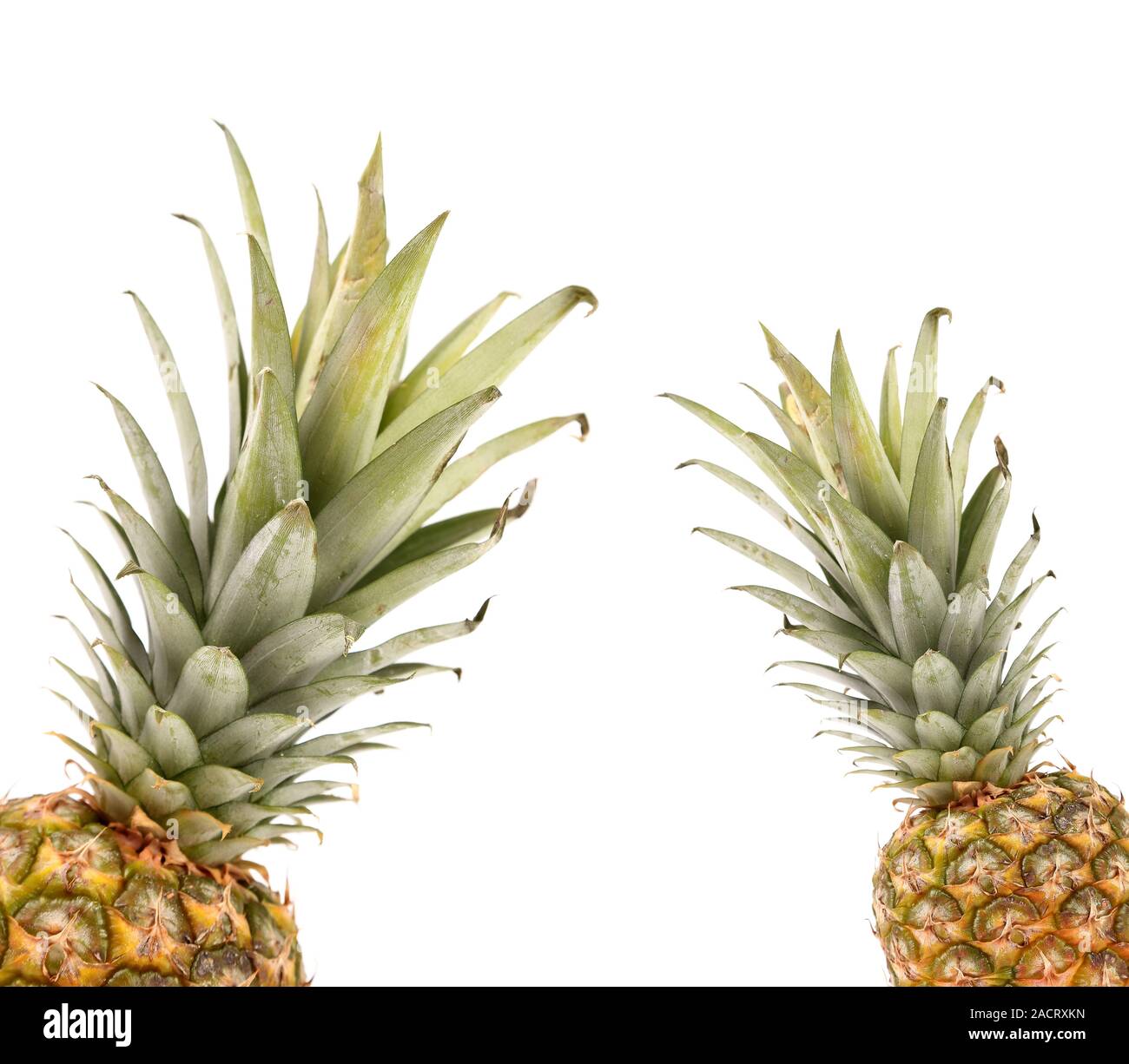Frame consisting of two pineapples. Stock Photo