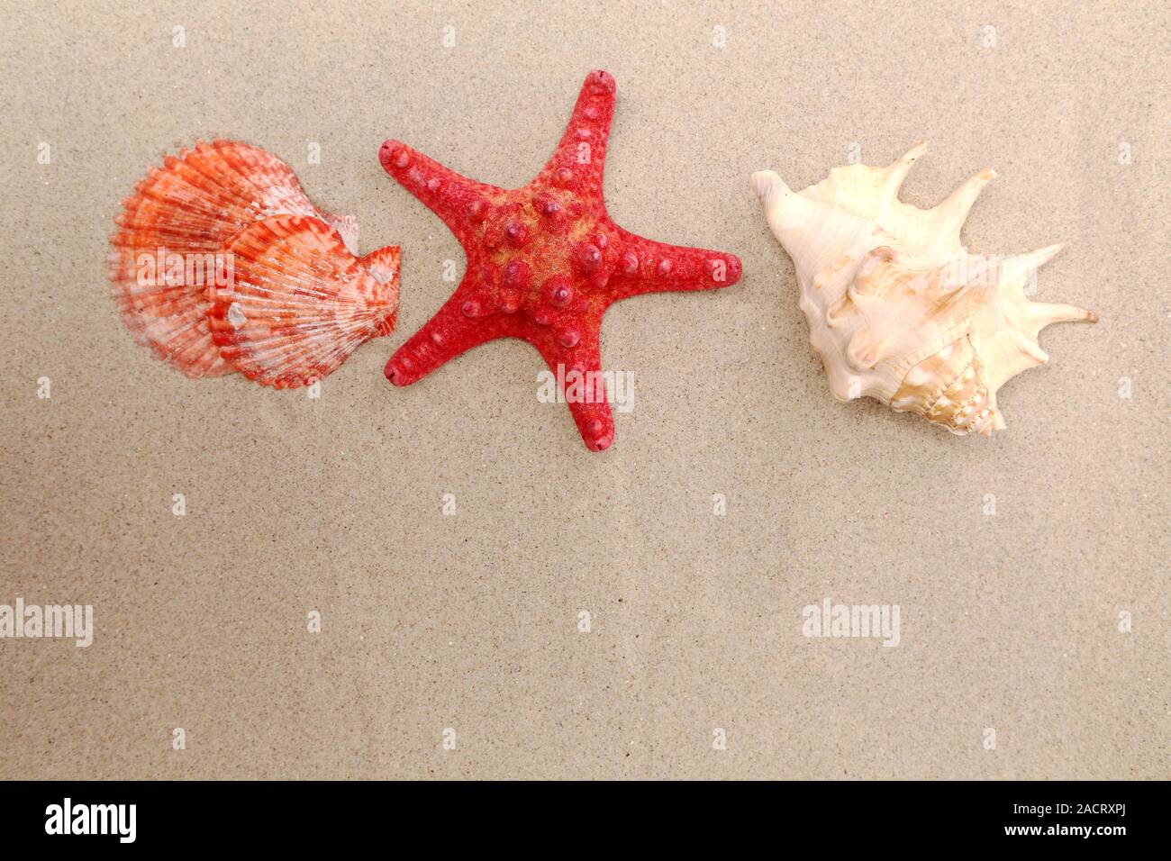 Red starfish and shells on sandy background Stock Photo