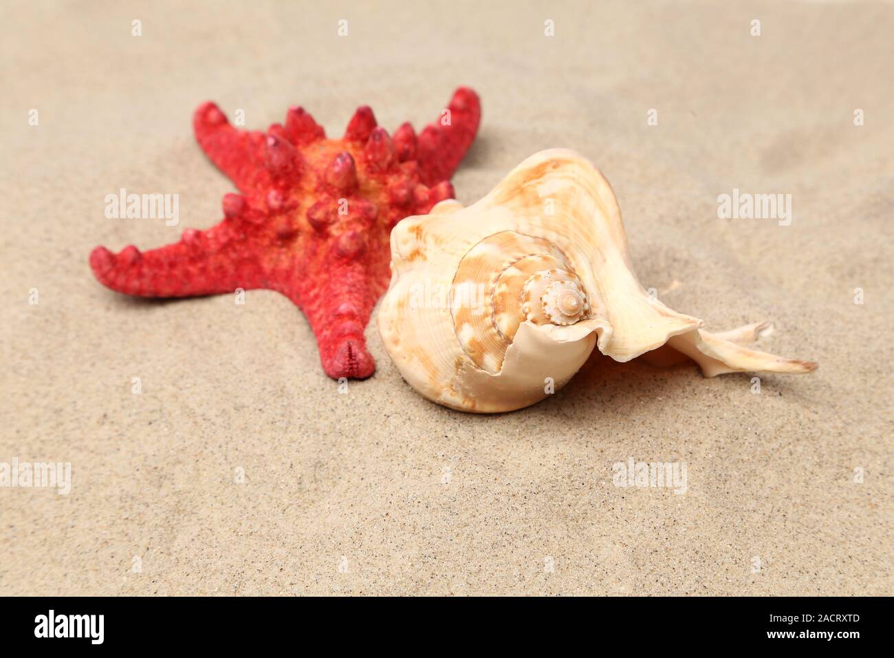 Red starfish and shell on sandy background Stock Photo