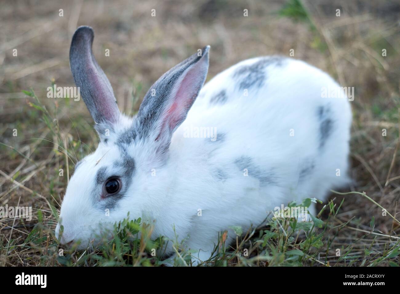 Close up head of rabbit Stock Photo