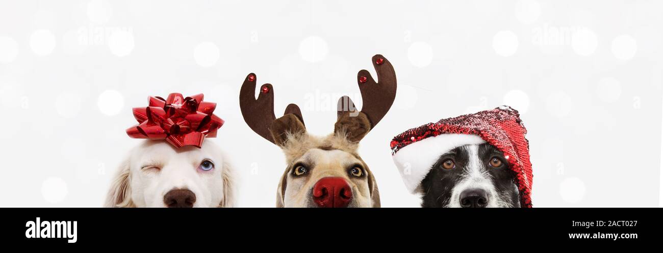 banner close-up hide three dogs pet celebrating christmas wearing a ...