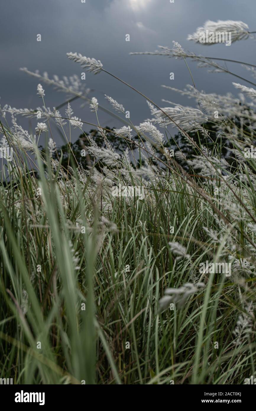 Just out side of Hoi An Vietnam -Stunning white grass flower fields on a gray and over cast day Stock Photo