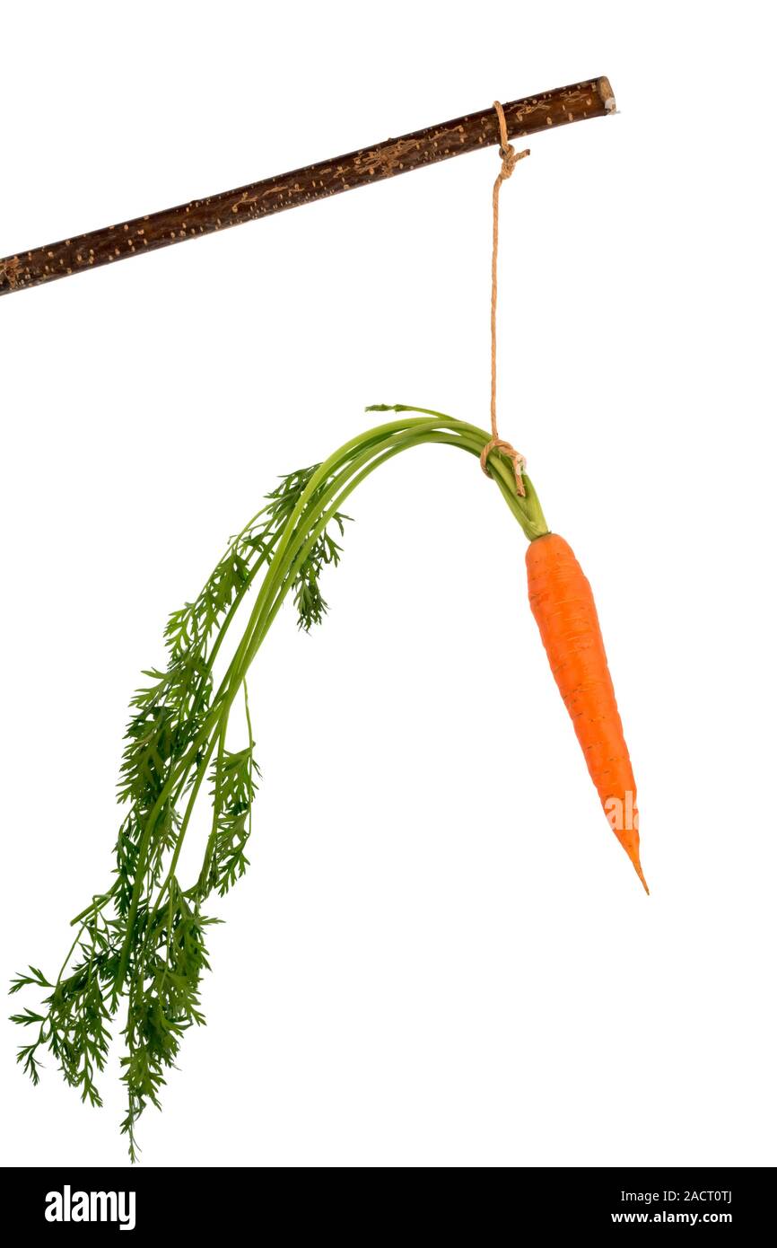 Fresh carrots on stick Stock Photo Alamy