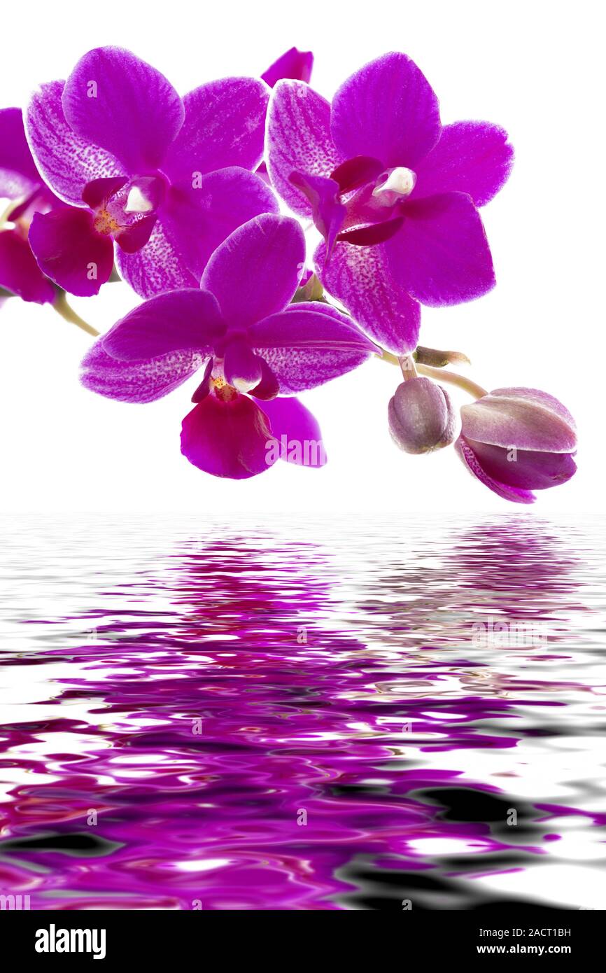 Orchid panicle with water effect Stock Photo