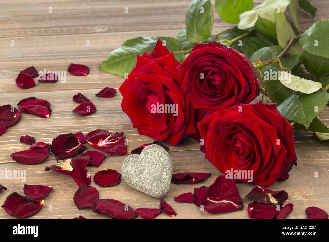 Roses f Stock Photo