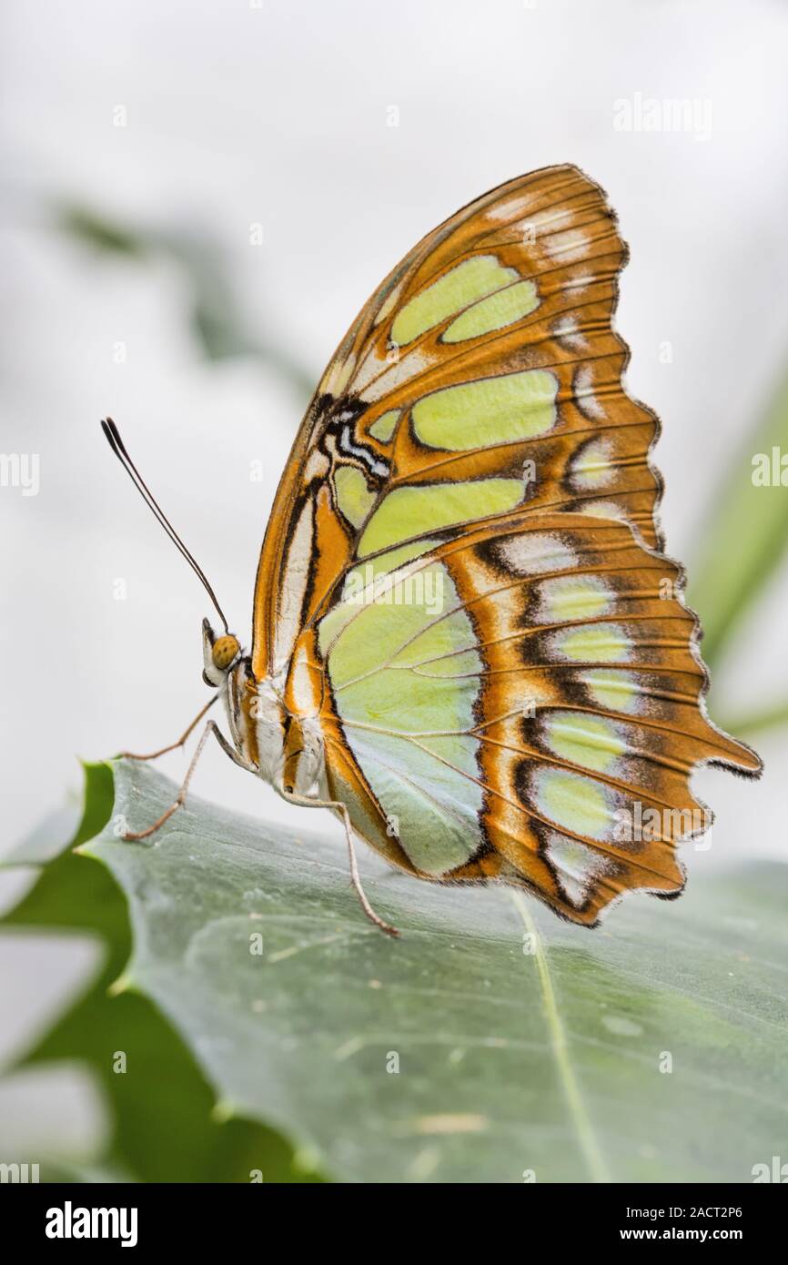 dido longwing, Philaethria dido, scarce bamboo page Stock Photo
