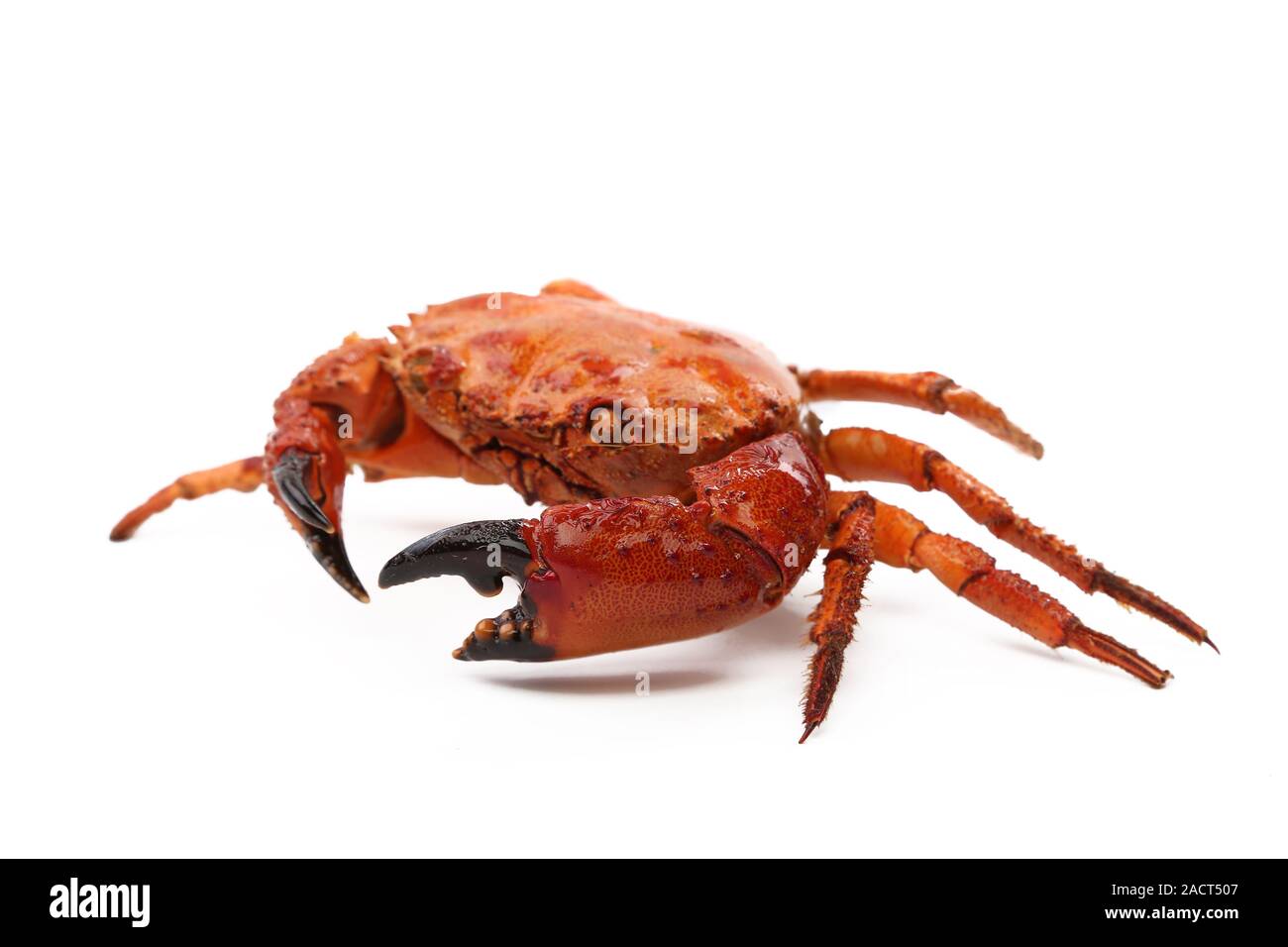 seafood red crab Stock Photo Alamy